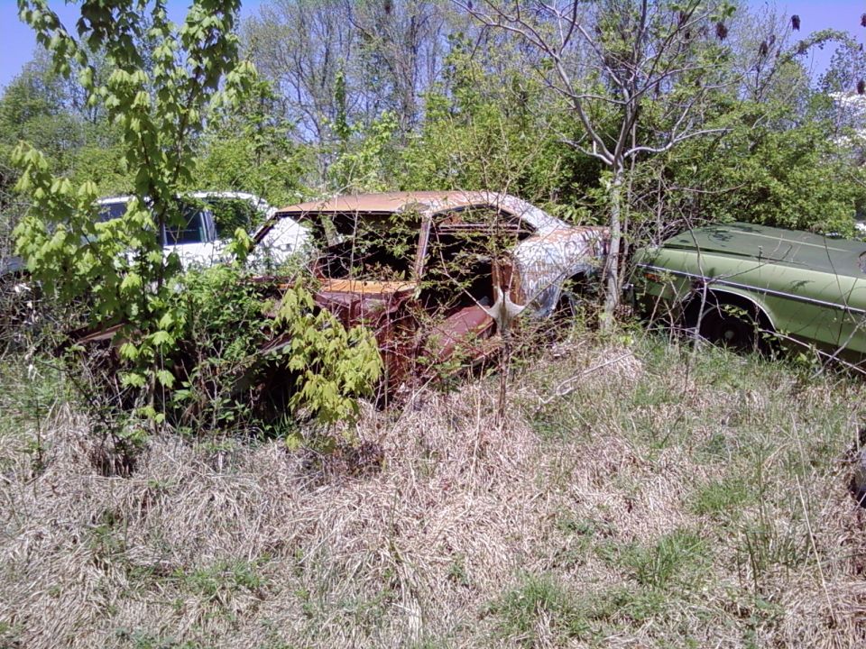 Two old cars, one rusty and overgrown, the other green, sit in a field with tall grass and trees