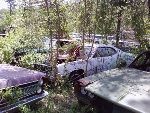 1974 Dodge Challenger - Overgrown vehicles sit abandoned in a junkyard, surrounded by trees and foliage.