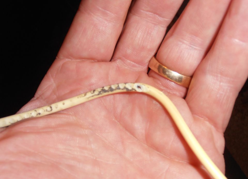 Worn vacuum hose held in a hand with a gold ring