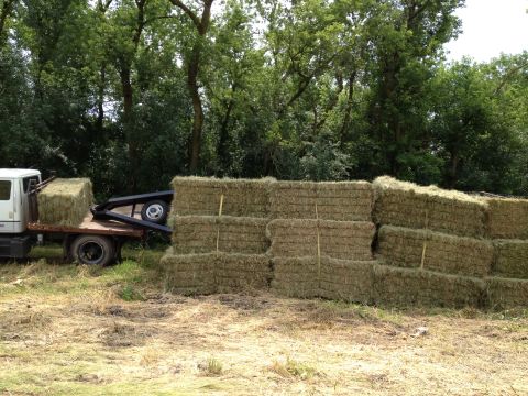 2003 Peterbilt 379 - A flatbed truck is parked next to a large stack of rectangular hay bales in a grassy area with trees in the background.