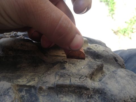 2000 Jeep Wrangler - Checking tire tread depth with a penny.