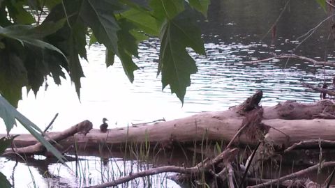 1979 Ford Bronco - A duckling rests on a log in a body of water, framed by tree leaves.