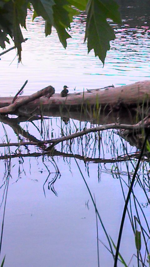 1979 Ford Bronco - A lone duckling rests on a log floating in calm water, reflected below.