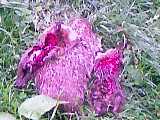 1979 Ford Bronco - Two unusual purple flowers with textured petals are seen growing close together on the ground.