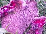 1979 Ford Bronco - A close-up view of a vibrant purple flower with pink highlights, set against a backdrop of green grass.