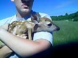 1979 Ford Bronco - A person holds a fawn in a field on a sunny day.