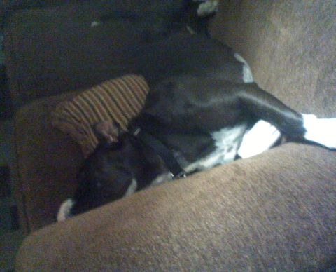 1979 Ford Bronco - Dog sleeping on couch with "SUPERMOTORS" logo visible.