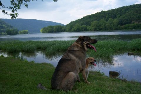 1979 Ford Bronco - Two dogs enjoy a scenic view by the water on a cloudy day.