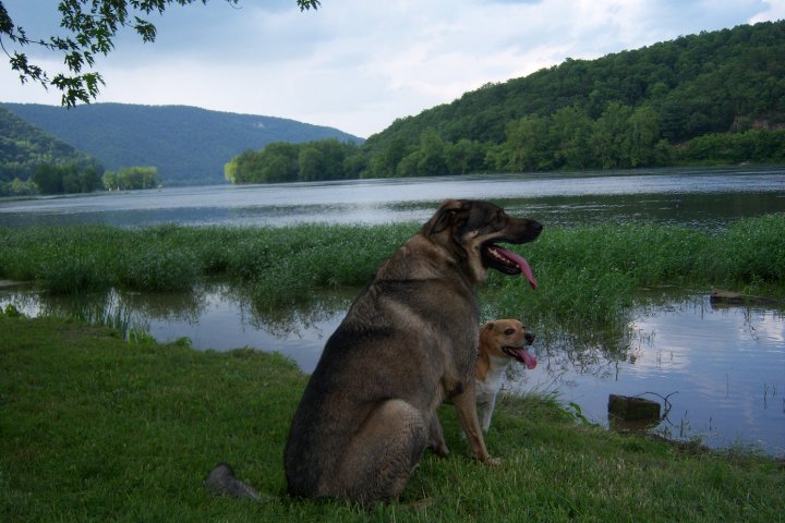 Two dogs sit on grass by a lake with trees and hills in the background
