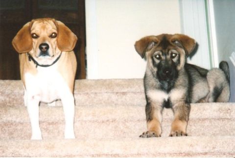 1979 Ford Bronco - Two dogs, one adult and one puppy, sit on carpeted stairs.