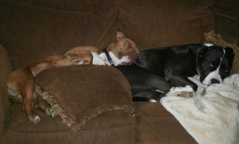 1979 Ford Bronco - Two dogs are resting comfortably on a plush brown couch, one appearing to be a pit bull mix and the other a black and white mix.