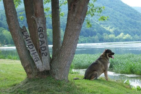 1979 Ford Bronco - A dog sits by the water under trees, with mountains in the distance. Signs on a tree read 'LANDING' and 'GOADS'.