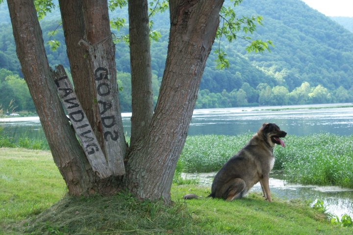 Dog sitting on grass near a lake, with trees and a mountain range behind. Wooden signs on a tree read 'LANDING' and 'GOADS'
