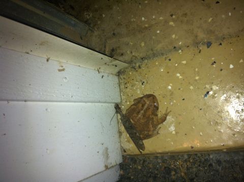 2007 Subaru Impreza - A toad is resting on a concrete garage floor next to a white wall and a metal track.