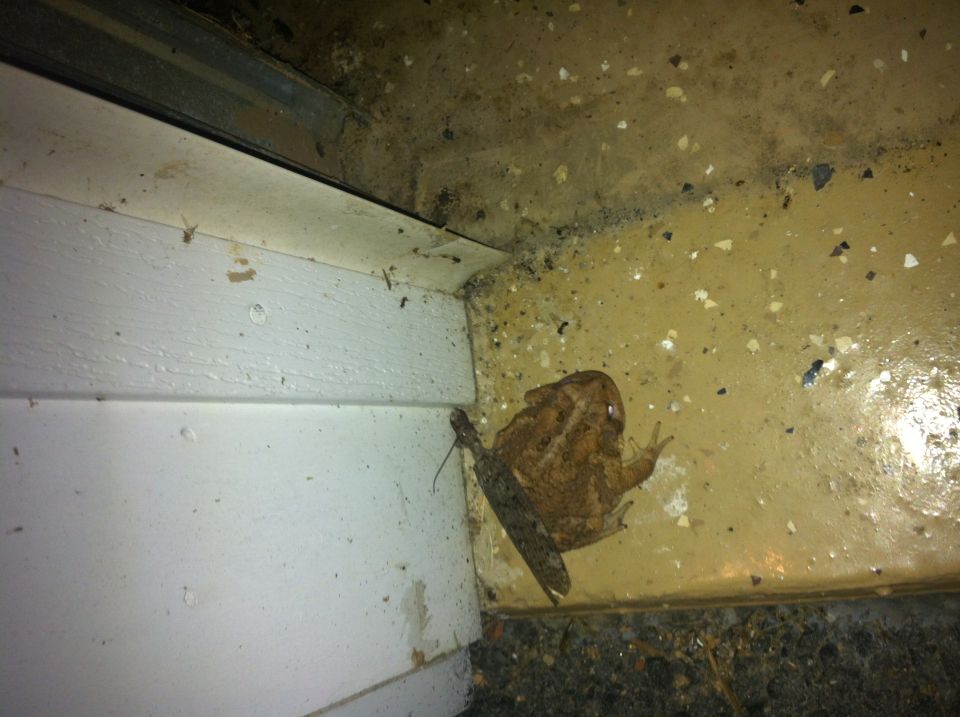 Toad on a dirty garage floor near a white wall and a metal track