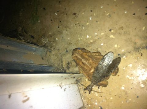 2007 Subaru Impreza - A toad is on a concrete surface, with a large insect on its back. The scene appears to be near a doorway or track.