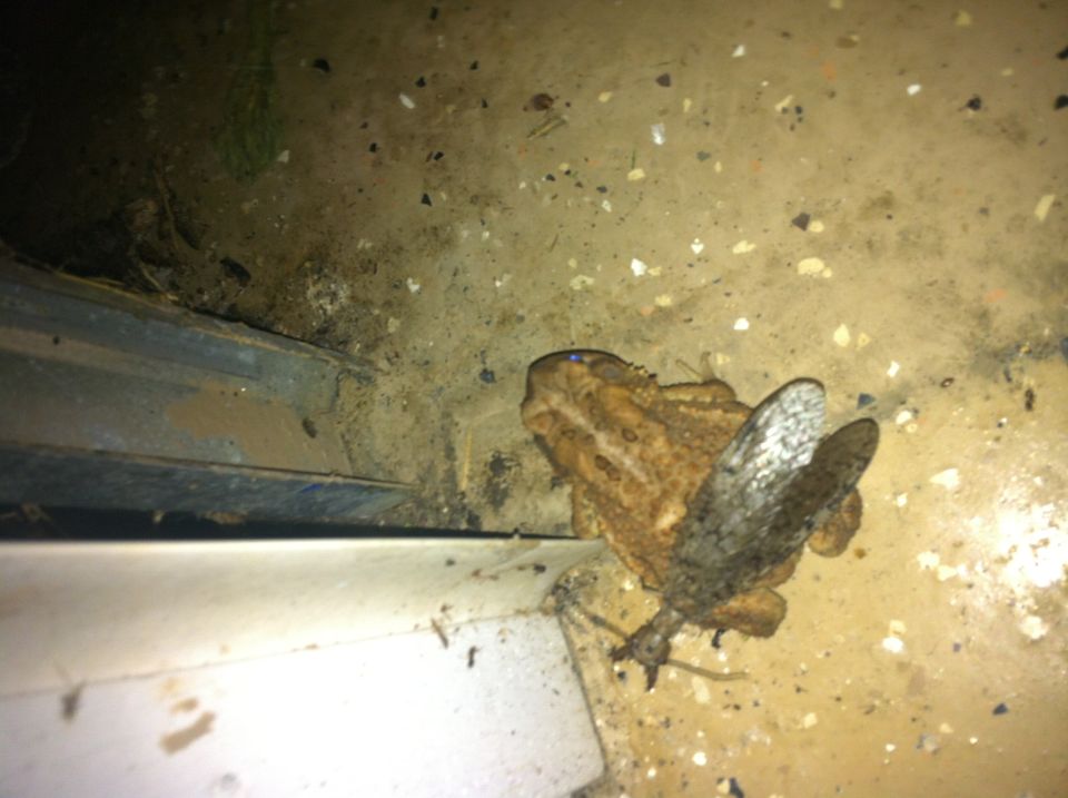 Toad on concrete floor next to a metal track, with a large insect on its back