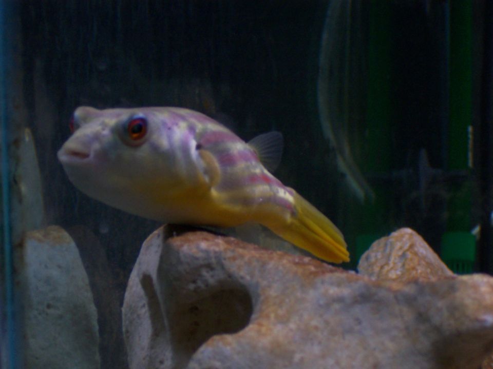 Pufferfish with yellow tail resting on a rock in an aquarium