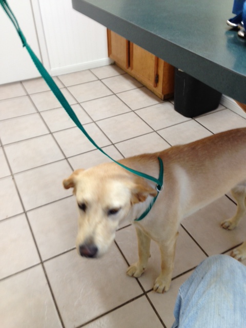 1986 Ford Bronco - A dog on a green leash stands on a tiled floor near a counter and cabinets.