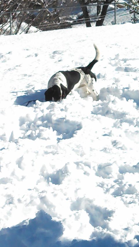 1979 Ford Bronco - A black and white dog enthusiastically digs into a snow-covered hill, its tail held high.