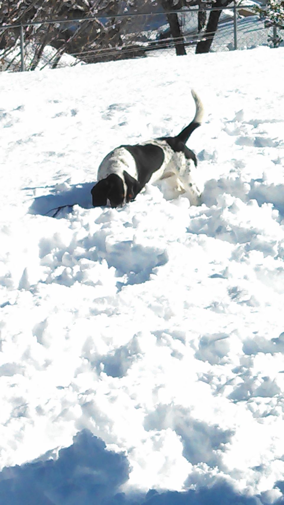 Black and white dog digging in snow
