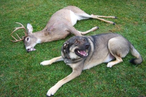 1979 Ford Bronco - A dog rests on the grass next to a harvested deer, with a watermark visible in the lower right corner.