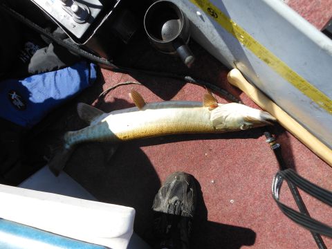 1996 Ford F-150 - A fish lies on the red carpeted deck of a boat, next to a measuring tape and a shoe.