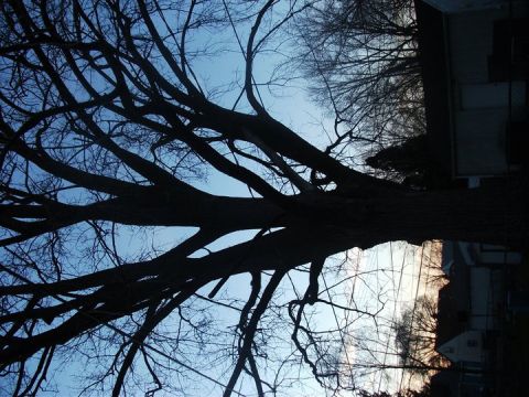 1990 Ford Bronco - Bare tree branches against a blue sky with a building in the background.