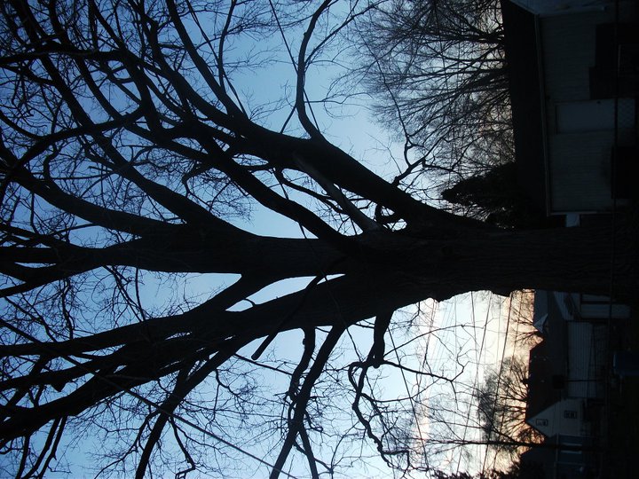 Bare tree branches silhouetted against a blue sky, with a building visible on the right