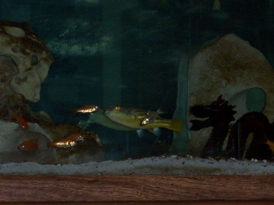 Aquarium with a yellow puffer fish and small orange fish among rocks and sand
