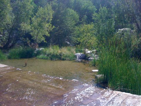 1990 Ford Bronco - Photo of a shallow creek and reeds in a wooded canyon, not a technical document.