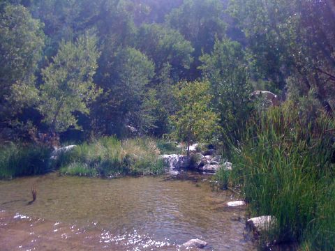 1990 Ford Bronco - Photo of a stream surrounded by trees and grass, not a technical document.