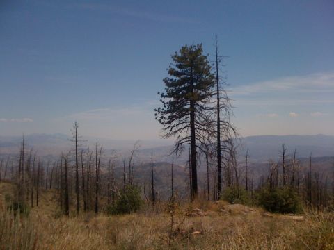 1990 Ford Bronco - Photo of a fire-scarred hillside with a single tall pine and distant mountains, not a technical document.