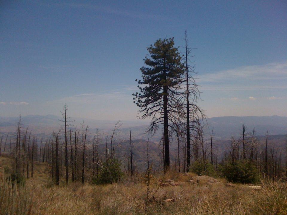 Burned forest hillside with a lone surviving pine tree