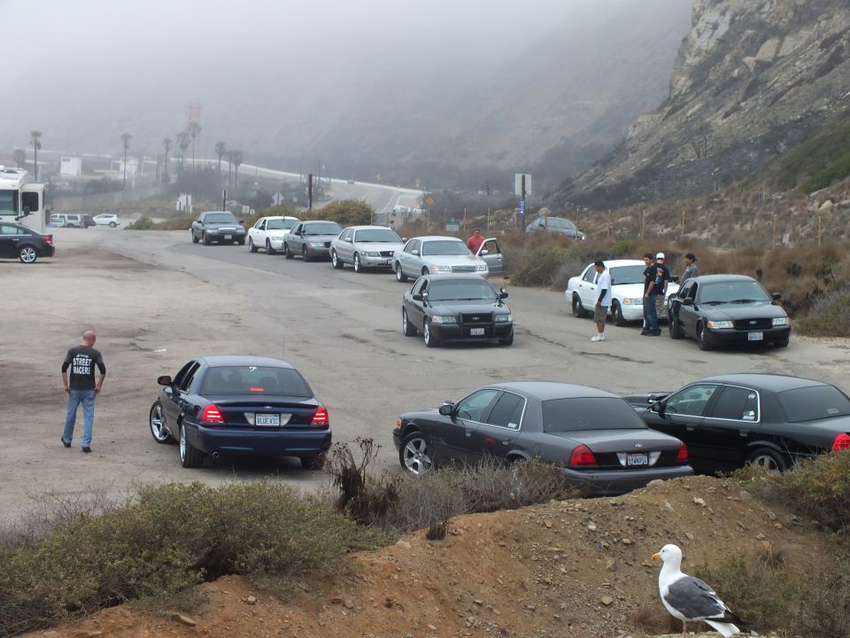 Cars and people gathered at a foggy coastal parking lot car meetup, seagull in foreground