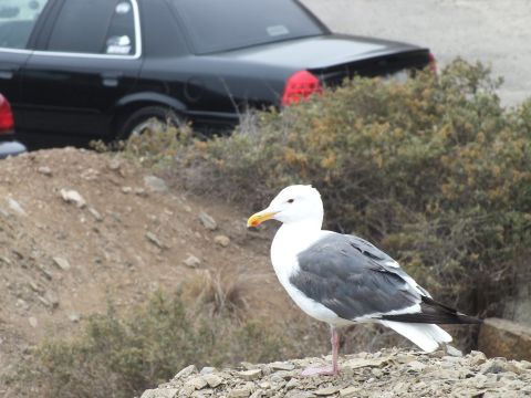 2003 Ford Crown Victoria - Photograph of a seagull on rocks in front of a parked black sedan; not a technical document.