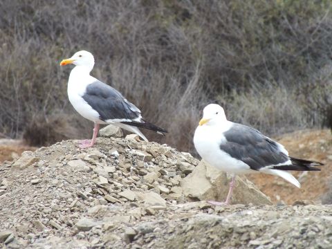 2003 Ford Crown Victoria - Photograph of two western gulls perched on a rocky gravel pile beside coastal scrub, not a technical document.