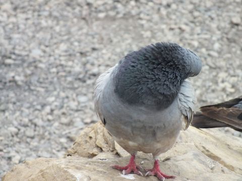 2003 Ford Crown Victoria - close-up of a plump gray pigeon with red feet perched on a sandstone rock above gravel.