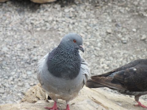 2003 Ford Crown Victoria - gray rock pigeon with an orange eye stands on a light-colored rock on gravel, with a darker pigeon partly visible at right.