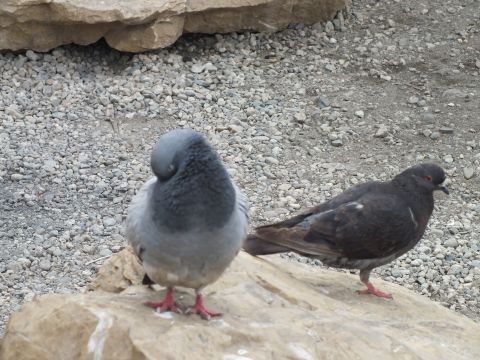 2003 Ford Crown Victoria - Two pigeons rest on a rock surrounded by gravel, one pale gray with its head tucked and a darker brown-gray one beside it.