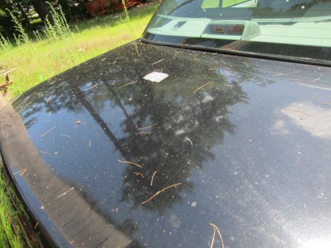 2001 Ford Crown Victoria - The dusty black hood of a car is covered in pine needles and debris, with a small white sticker adhered to the surface.