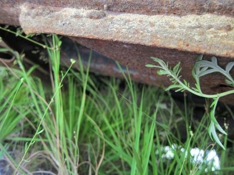 2001 Ford Crown Victoria - A view of the undercarriage of a vehicle, partially obscured by tall grass and showing significant rust.