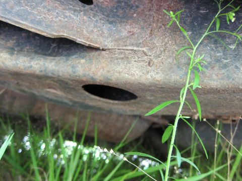 2001 Ford Crown Victoria - The underside of a vehicle, showing a rusted frame and surrounding vegetation, is captured in this close-up shot.
