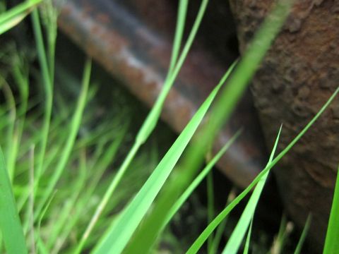 2001 Ford Crown Victoria - Green grass and a rusty pipe are visible in this close-up scene.