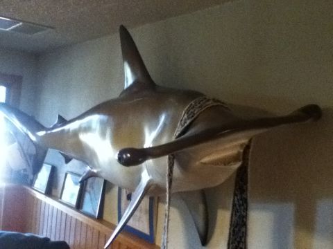 2006 Ford E350 - A mounted hammerhead shark head is displayed on a wall above framed pictures.