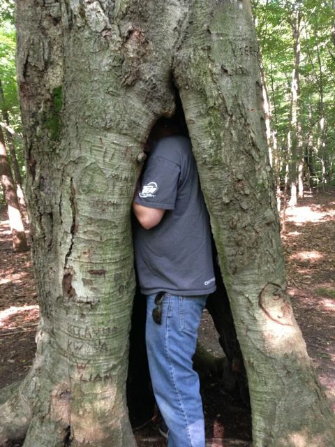 1995 Ford Bronco - A person is partially hidden within the hollow of a large tree in a wooded area.