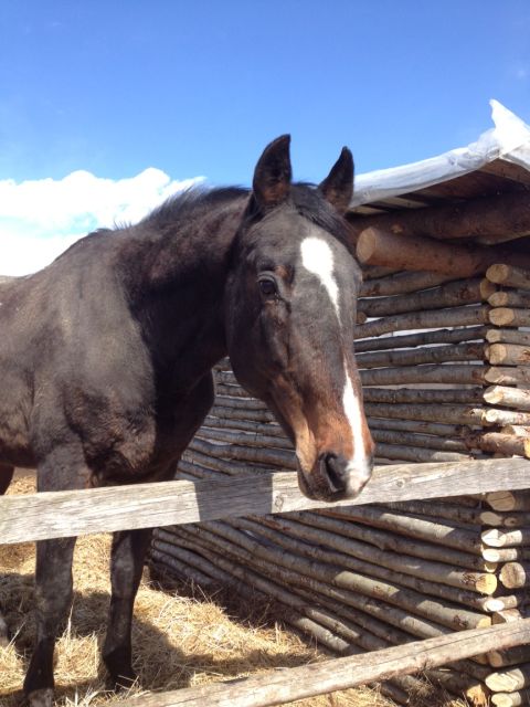1987 Ford Bronco - Horse. Just a horse. My horse.