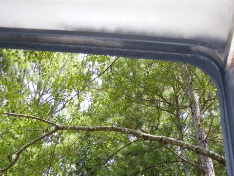 1978 Ford Bronco - Looking out from inside a vehicle at a dense forest canopy.