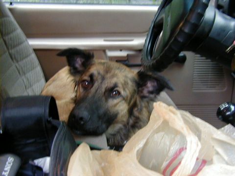 1994 Ford Explorer - One very tired wheelin' dog ~ must of been all that playing with Hunter (Mark's dog)