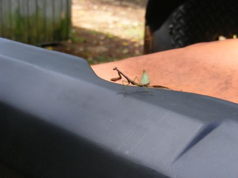 Praying mantis on dark gray vehicle part with Supermotors.net logo